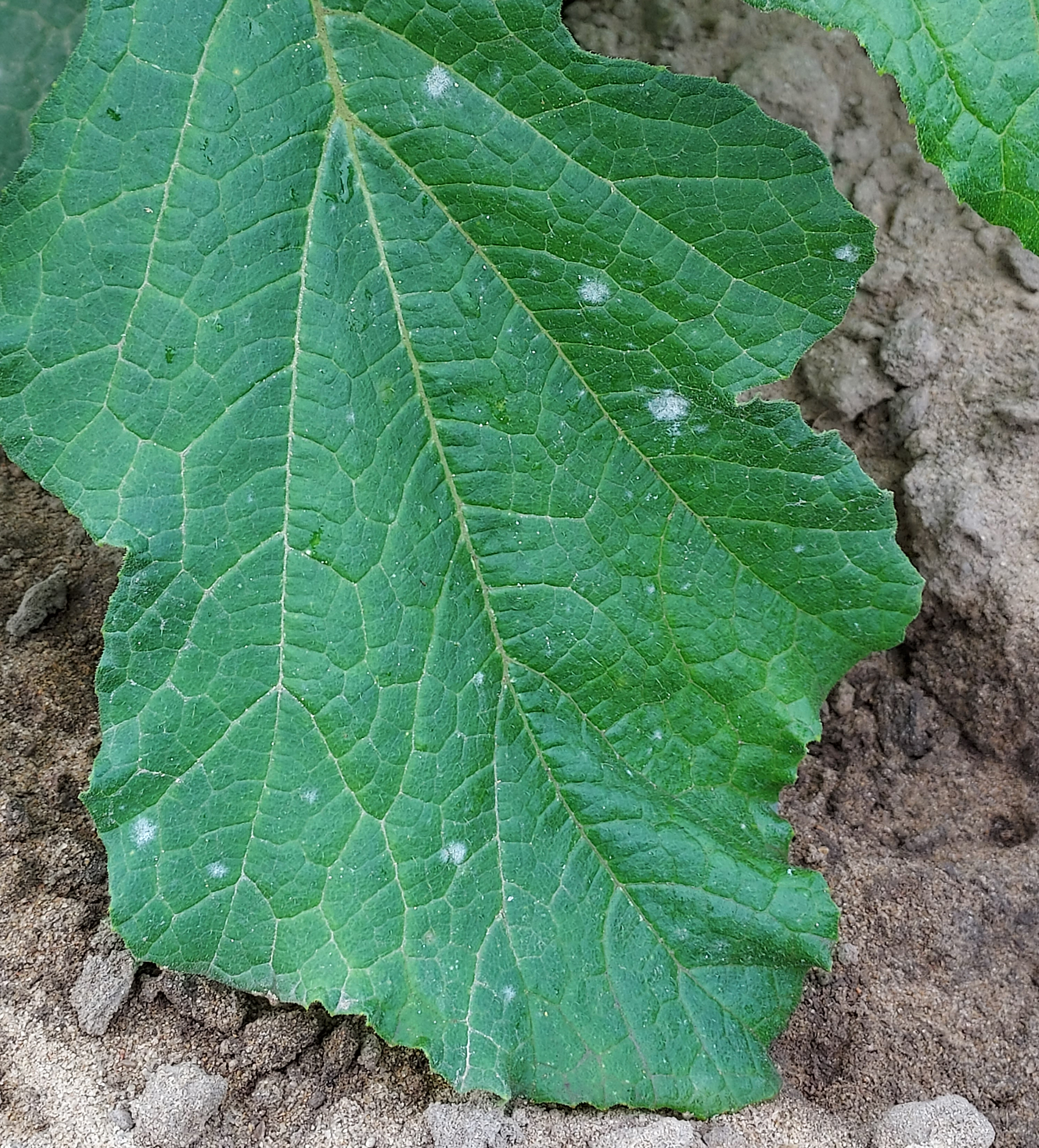 Powdery mildew spots on leaf